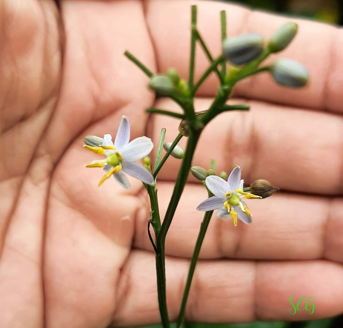 Dianella ensifolia (L.) Redouté